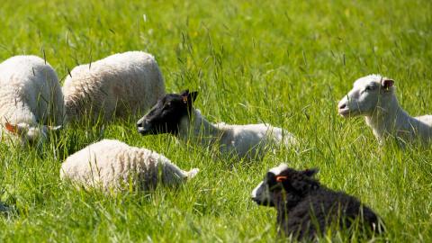 Lepääviä lampaita laitumella.