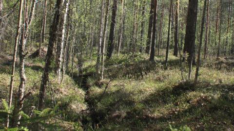 Ojauoma keskellä metsäistä Ruutanansuota ennen ennallistamista.