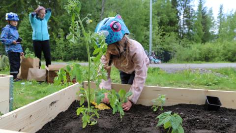 Tyttö pyöräilykypärä päässään istuttaa kasveja viljelylaatikkoon.