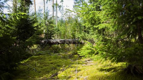 Metsäinen maisema auringonpaisteessa.