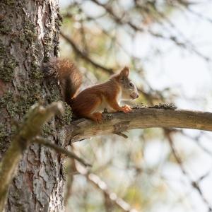 Oravan poikanen puun oksalla.