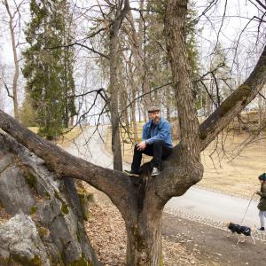 City gardener Timo Koski sits in a tree and looks at the landscape