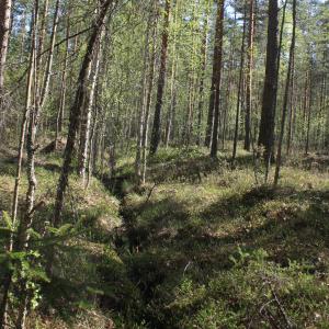 Ojauoma keskellä metsäistä Ruutanansuota ennen ennallistamista.