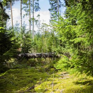 Metsäinen maisema auringonpaisteessa.