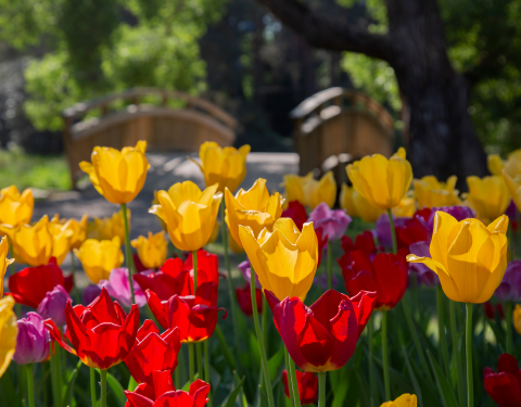 Colourful tulips with a wooden bridge in the background.