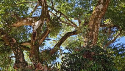 Ficus -puun epifyyttejä (Reunion)
