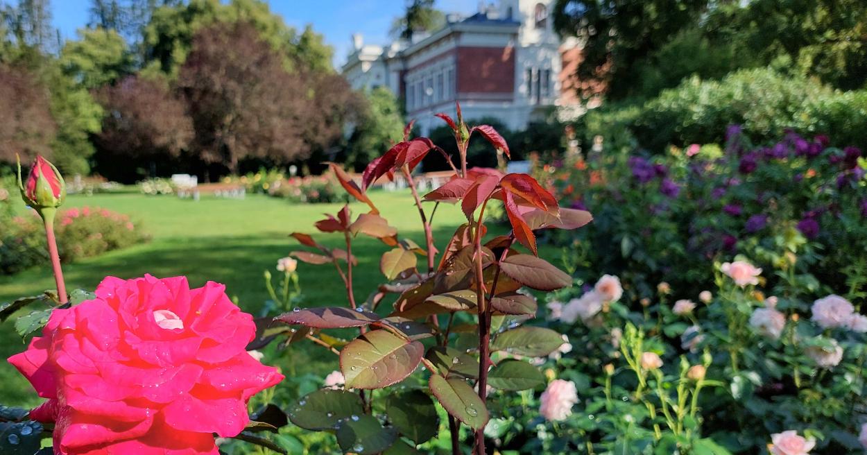 Hatanpään Kartanonpuisto ja arboretum sai jälleen Green Flag Award  -palkinnon [Tampereen kaupunki - Ajankohtaista]