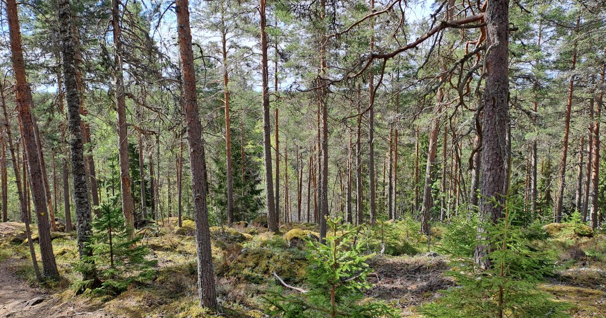 Makkarajärvi-Viitastenperän luonnonsuojelualue [Tampereen kaupunki - Luonto  ja ympäristö - Luonnonsuojelu - Luonnonsuojelualueet ja suojelukohteet]