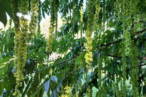 Japaninsiipipähkinän riippuvia vaaleanvihreitä kukintoja.